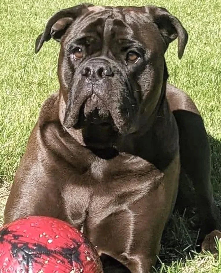 A large black and brown dog, possibly a Boxer, lying on the grass with a red ball in front of it.