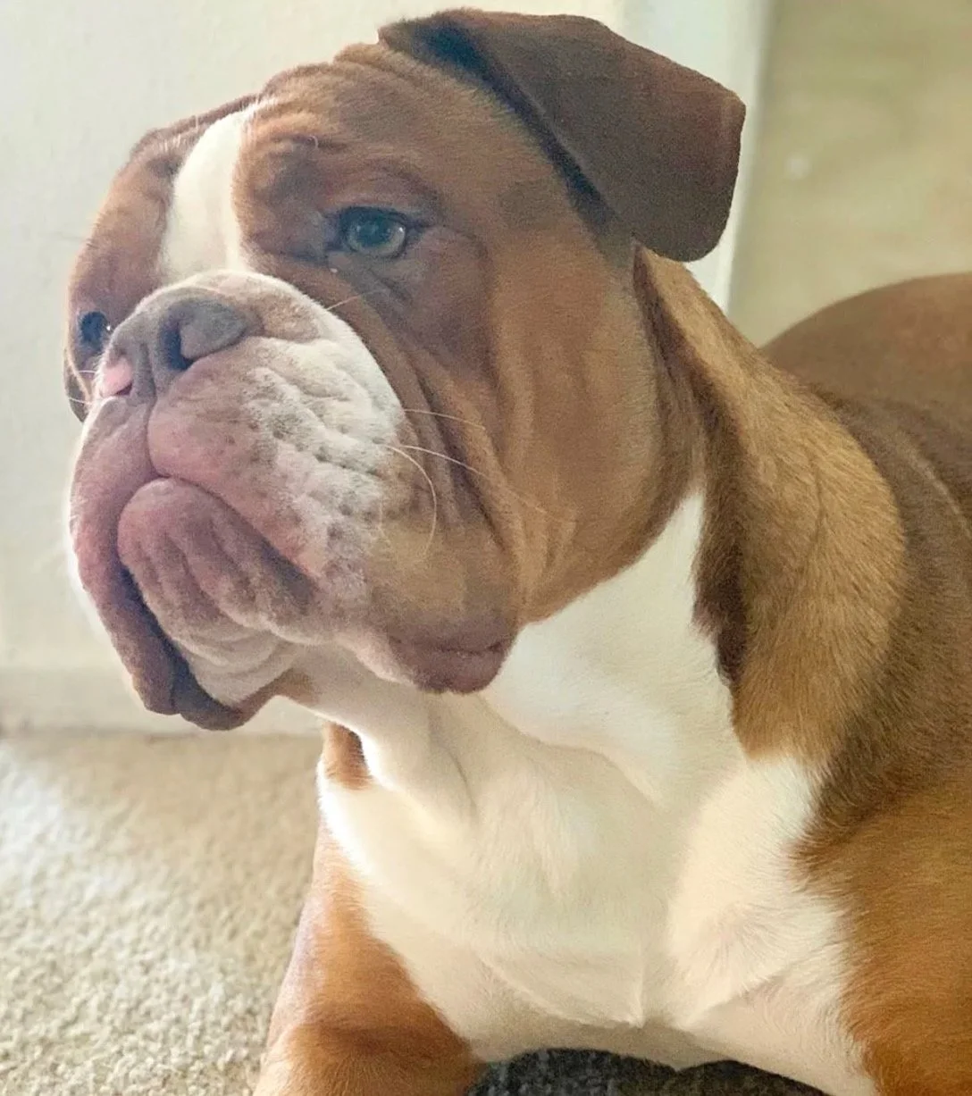 Close-up of a muscular bulldog with brown and white fur, showing a serious expression and one eye.