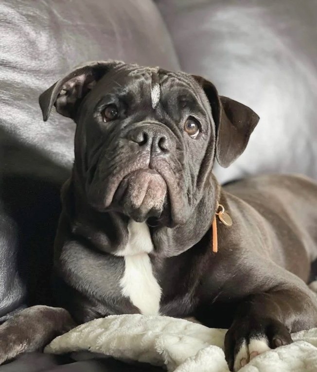 A black and white French Bulldog lying on a couch with a blanket, looking slightly upwards.