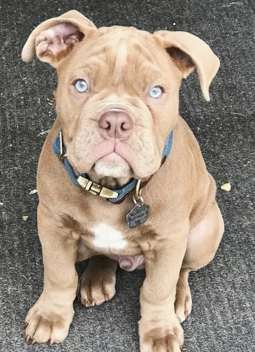 A brown puppy with light blue eyes sitting on a dark surface, wearing a blue collar with a tag.