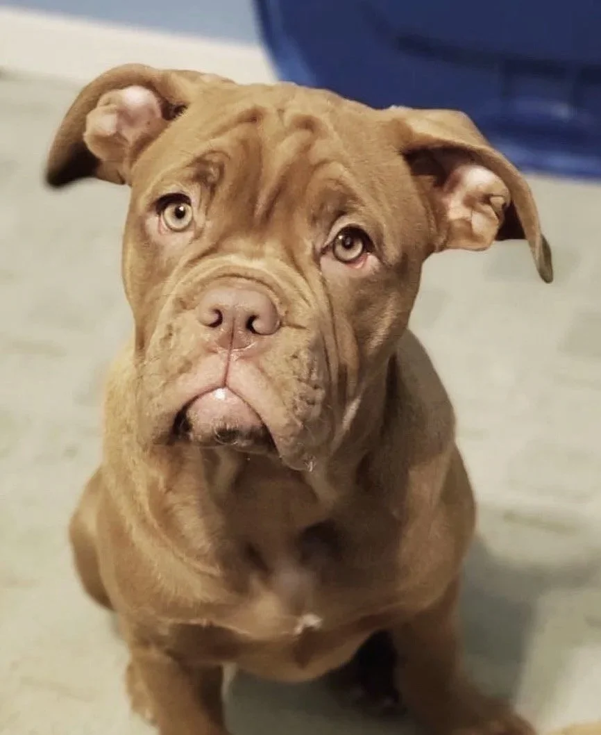 A brown dog with a wrinkled face, possibly a Mastiff breed, sitting indoors on a light-colored floor with a blue object in the background.