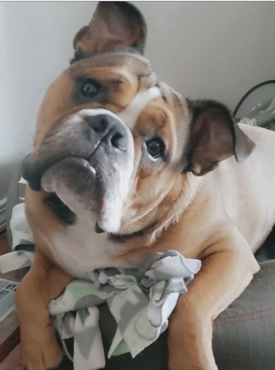 Close-up of a large bulldog with a wrinkled face and a white stripe down its nose, resting on a person's lap, with another smaller dog partially visible behind it.