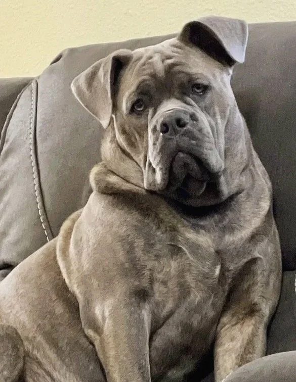 A large gray dog, likely a mastiff, sitting on a couch with a slightly tilted head and a serious expression.