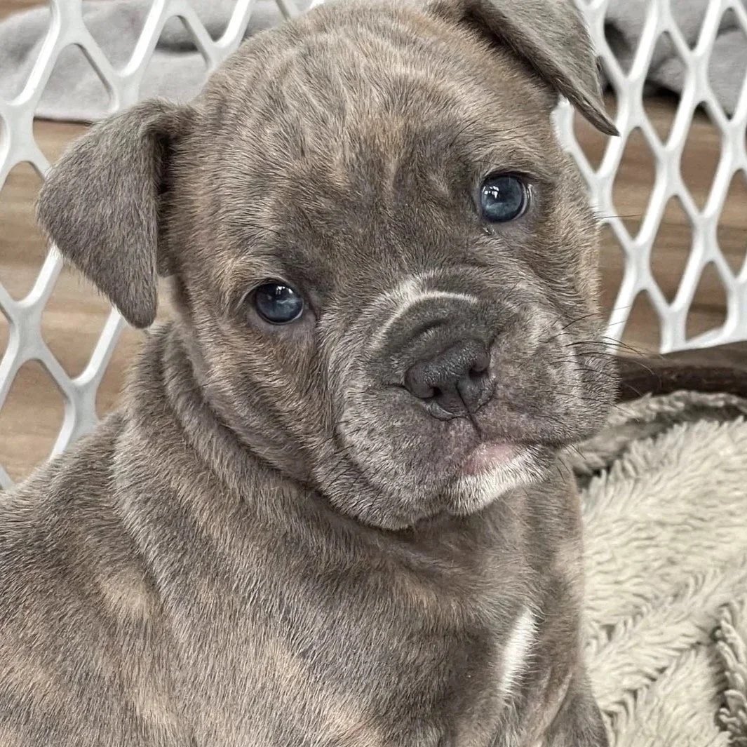 A adorable puppy with a brindle coat and blue eyes, sitting on a plush blanket in front of a white plastic pet gate.