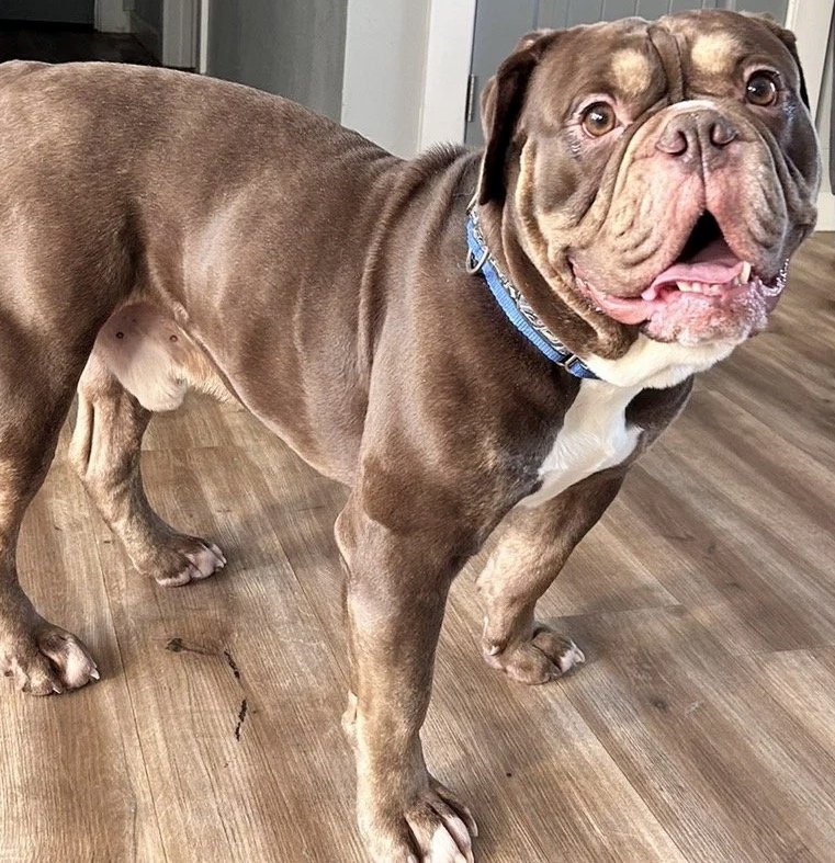 A happy, brown and white bulldog standing on a wooden floor indoors.
