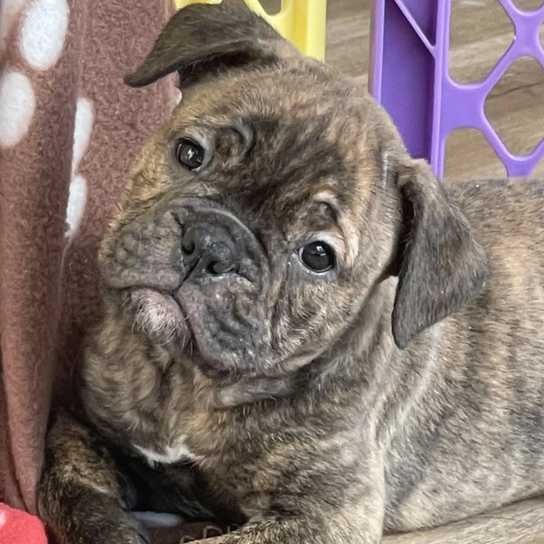 A brindle French Bulldog puppy lying on a brown couch with purple and yellow decor in the background.