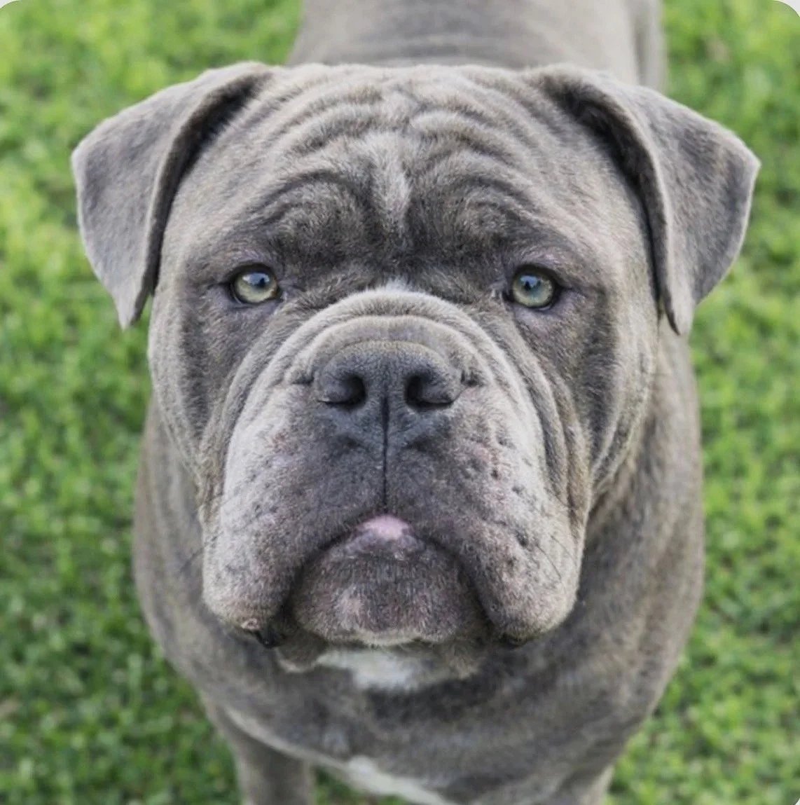 Close-up of a gray brindle-colored dog with a wrinkled face and expressive eyes, standing on green grass.