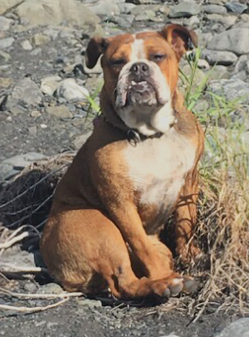 A brown and white bulldog sitting outdoors on a rocky area with sparse vegetation.