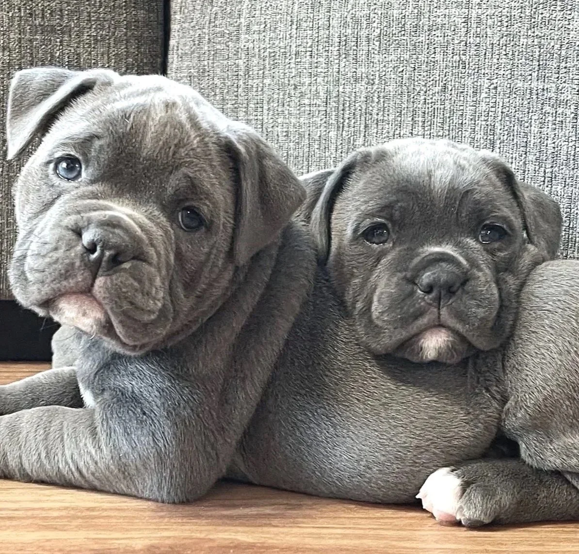 Two adorable gray puppies lying on a wooden floor in front of a gray fabric couch, looking at the camera.