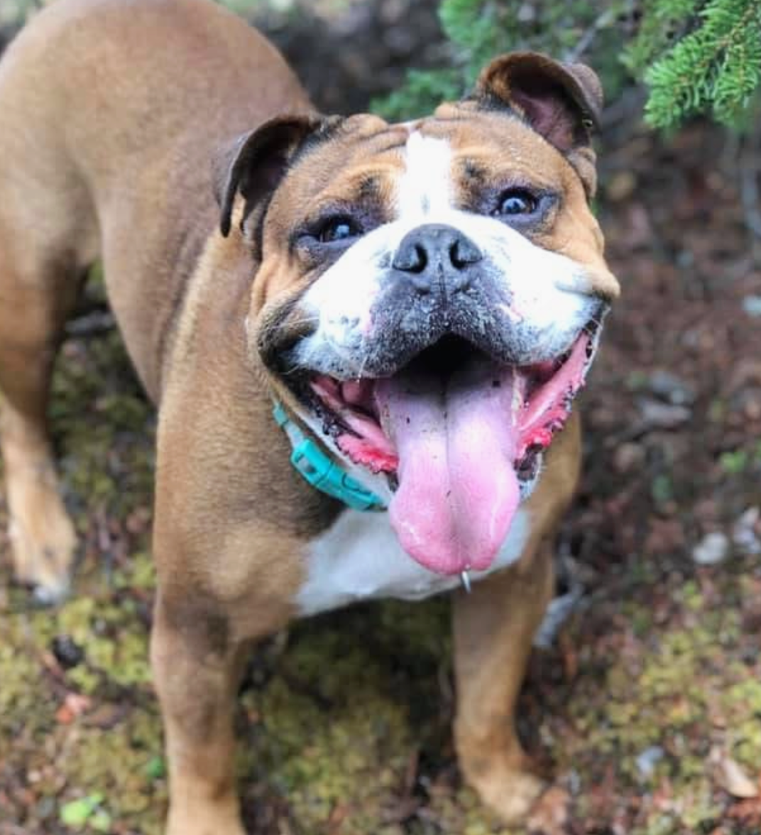 A happy brown and white bulldog with its tongue out, standing outdoors on ground with moss and small plants.