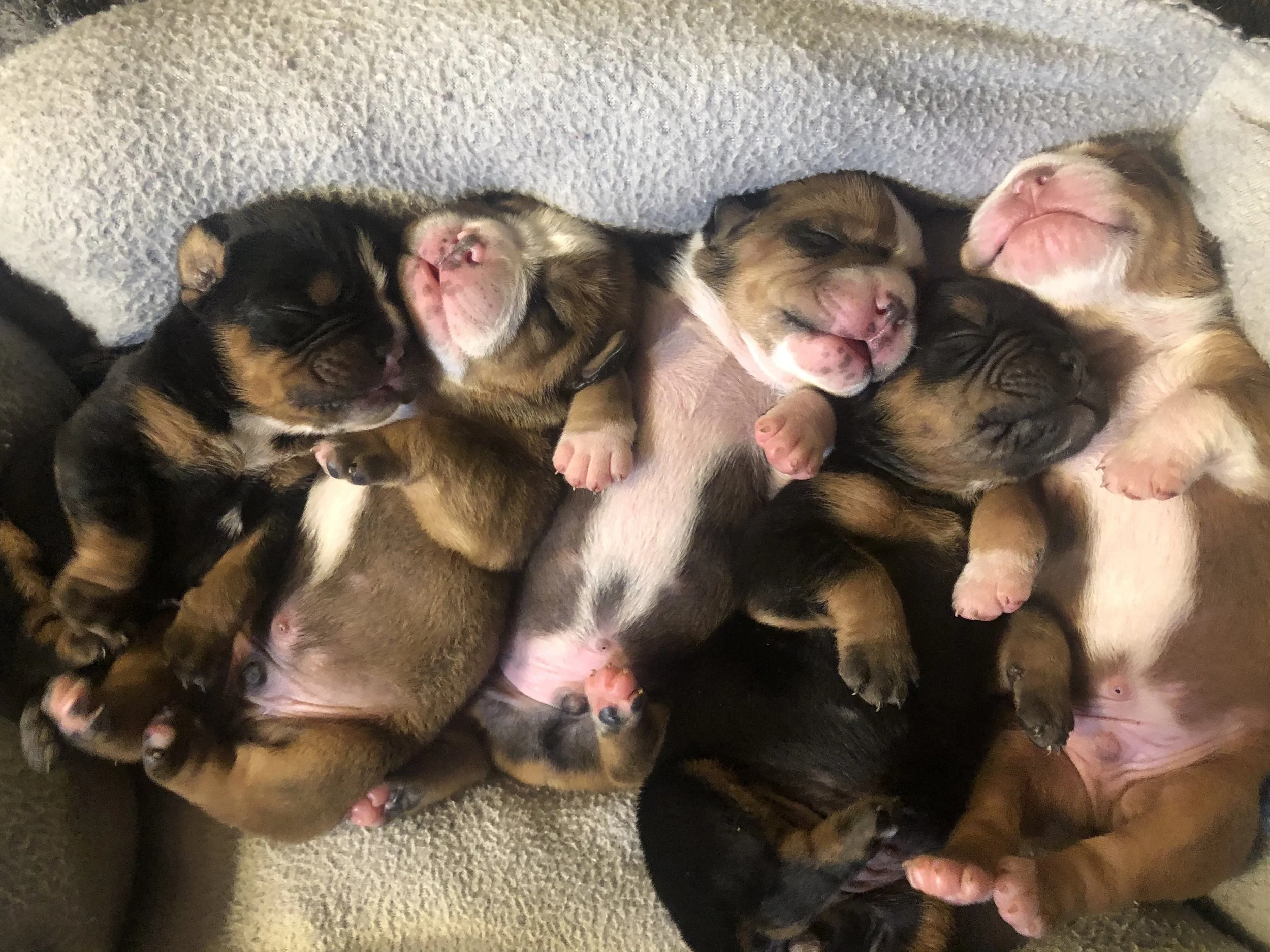 Several newborn puppies sleeping closely together on a soft surface.