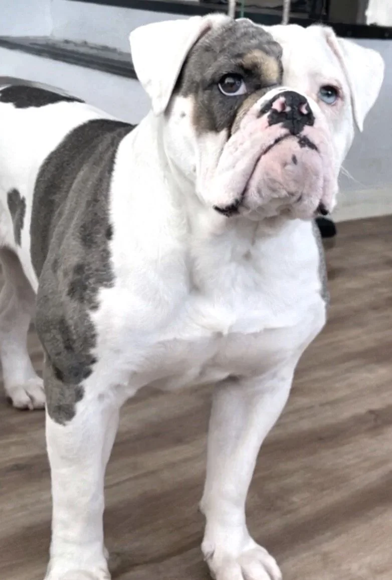 A large bulldog with a unique face, one blue eye and one brown eye, standing indoors on a wooden floor.