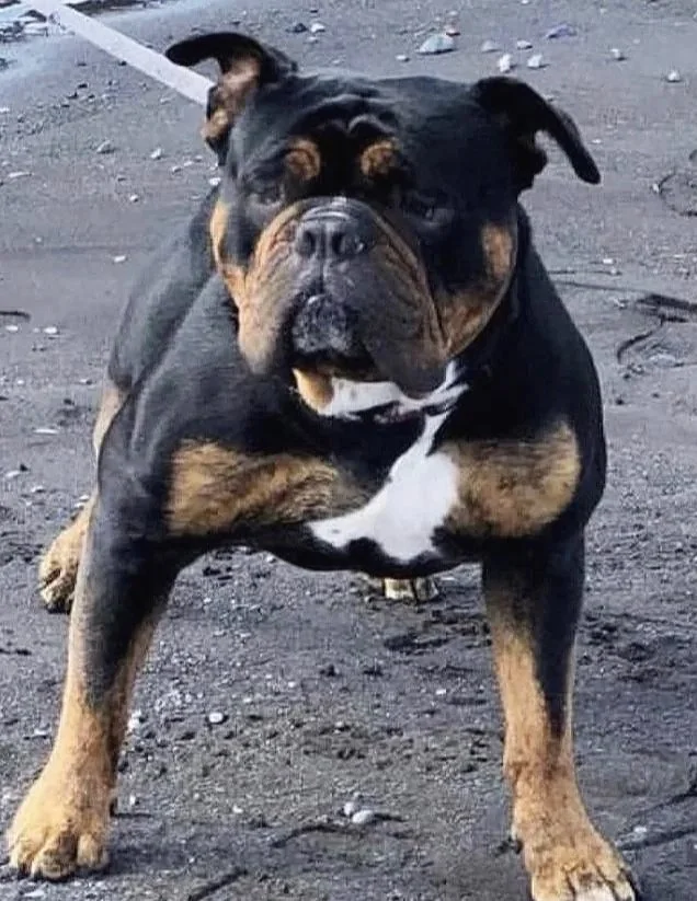 A muscular bulldog standing on a gravel ground, looking directly at the camera with a serious expression.