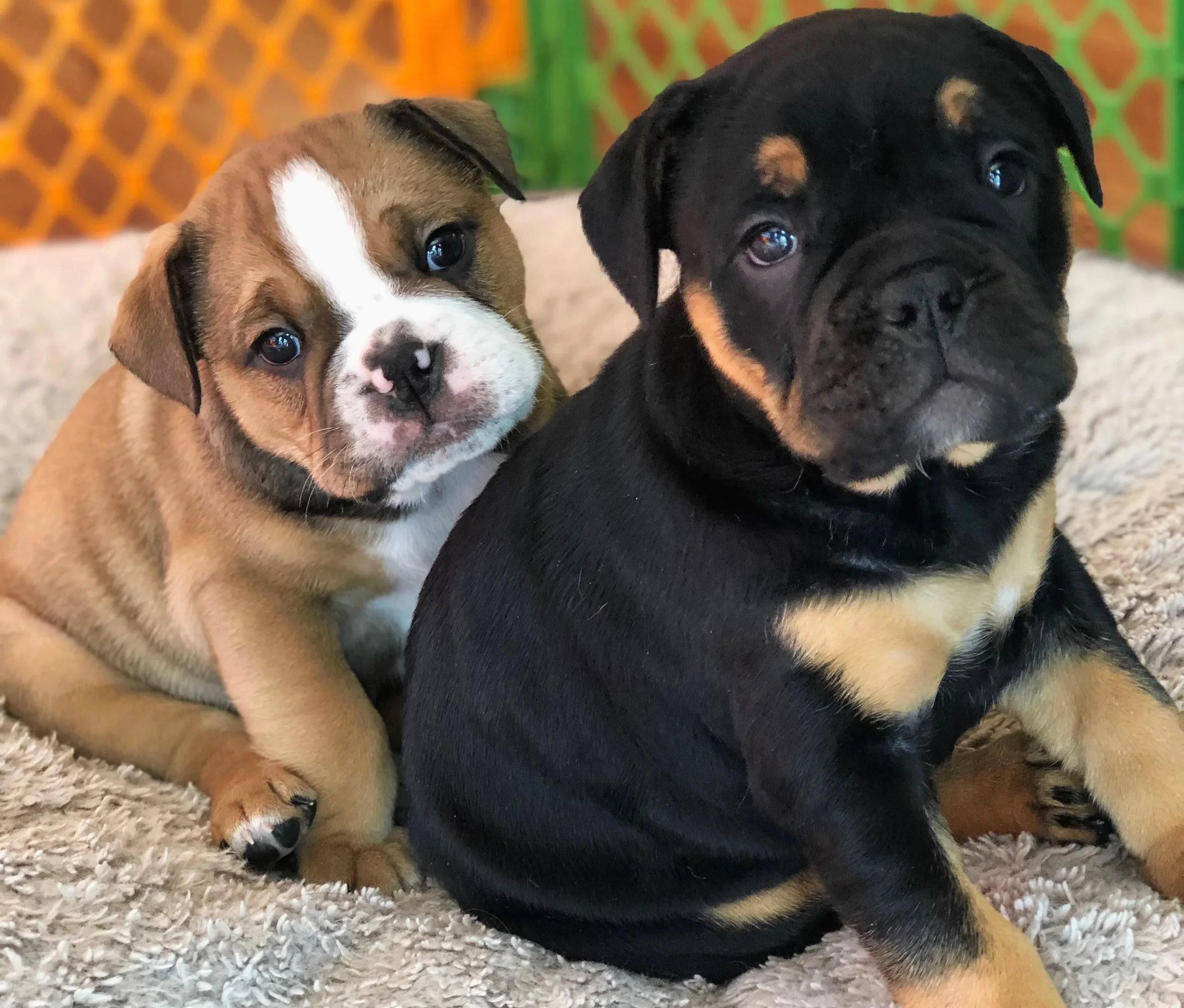 Two adorable puppies, one tan with white markings and one black with tan markings, sitting on a fluffy blanket.