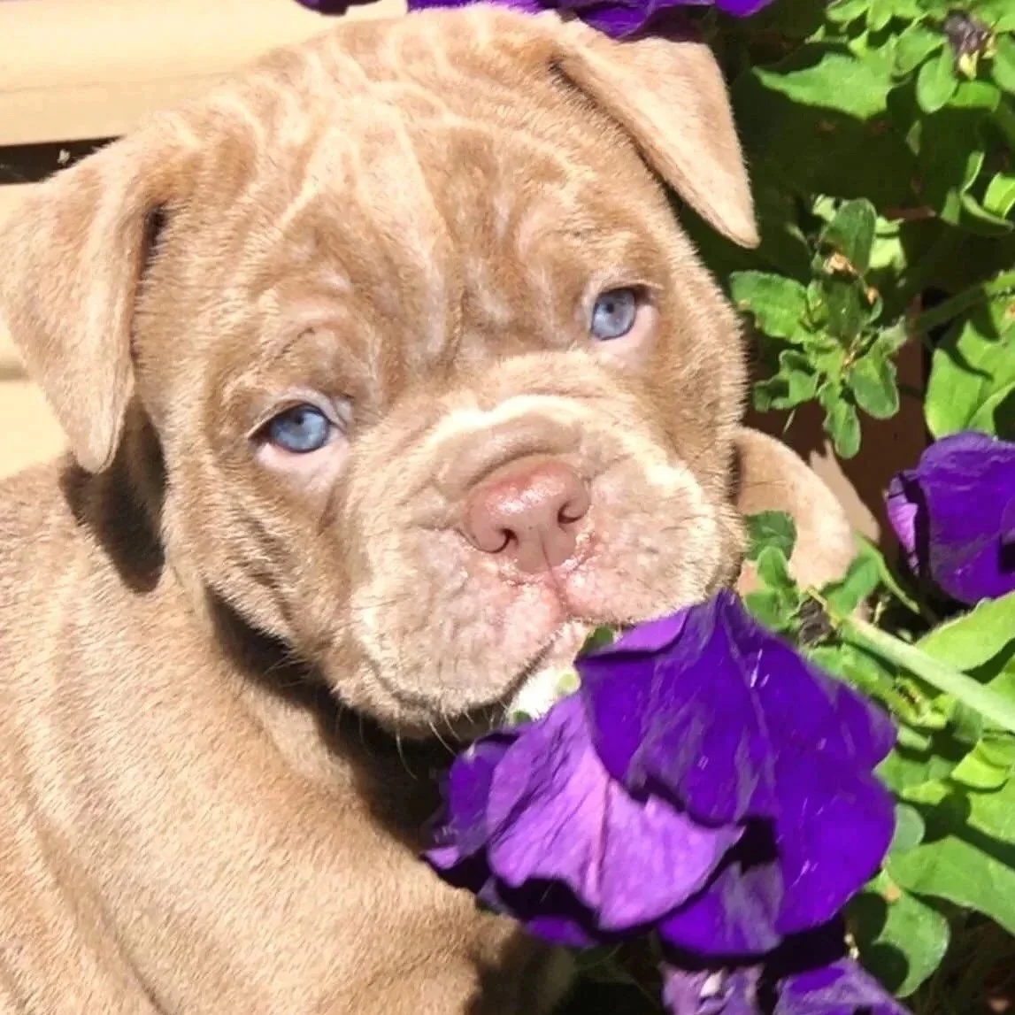 A puppy with blue eyes snuggling next to purple flowers and green leaves.