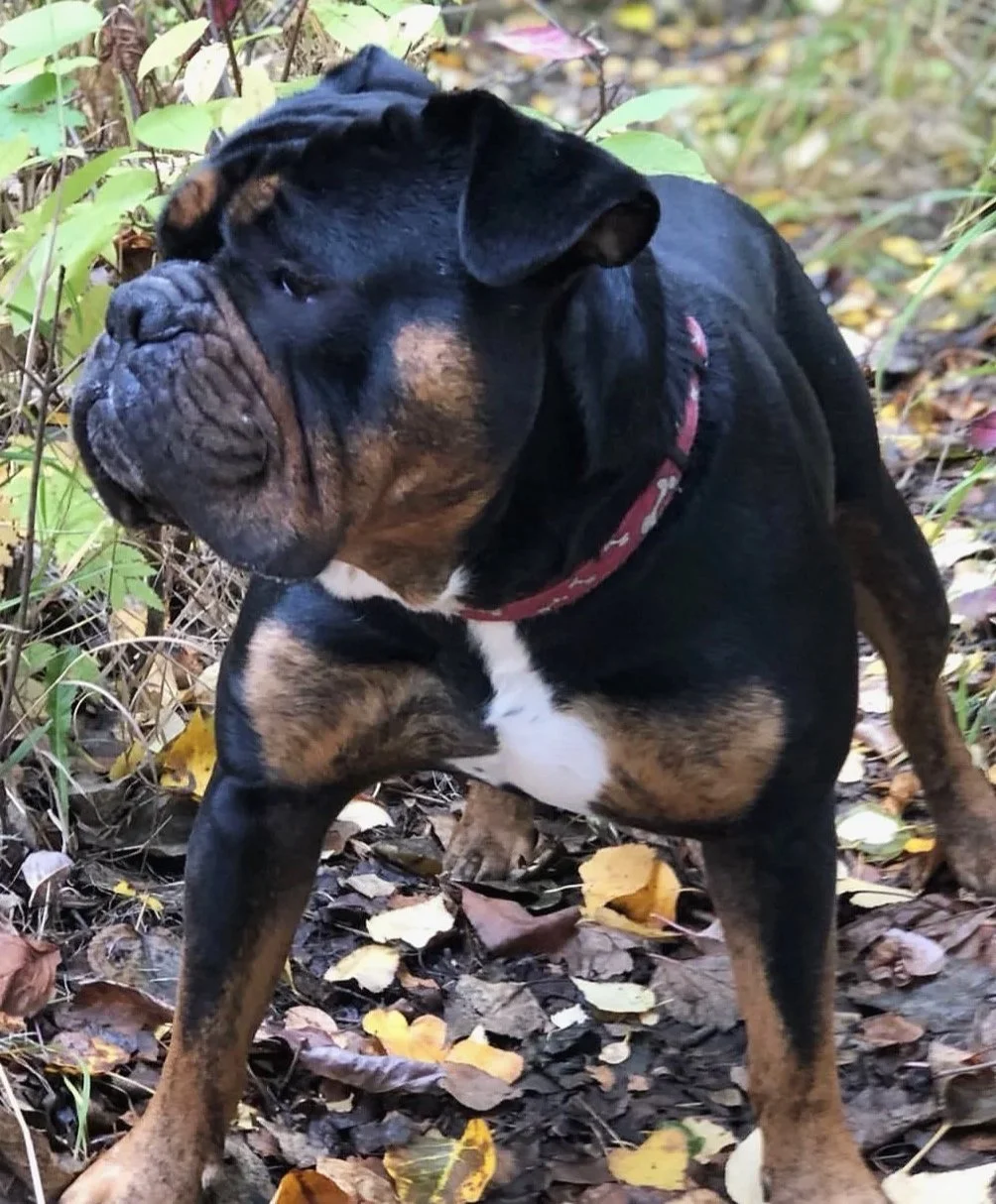 A close-up of a large, muscular dog with a black and tan coat, sitting outdoors among fallen leaves and greenery, wearing a red collar.