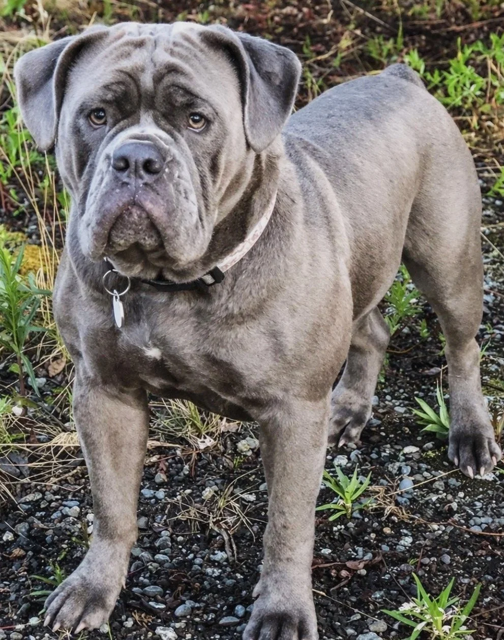 A muscular gray Olde English Bulldogge , standing outdoors on gravel and green plants.