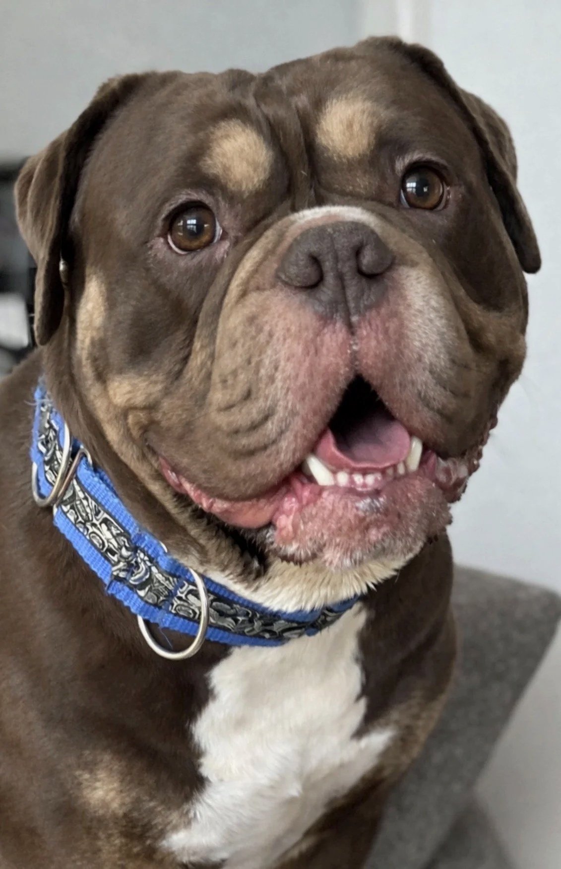 Close-up of a happy brown and white English Bulldog with a blue collar, showing its face and part of its body.