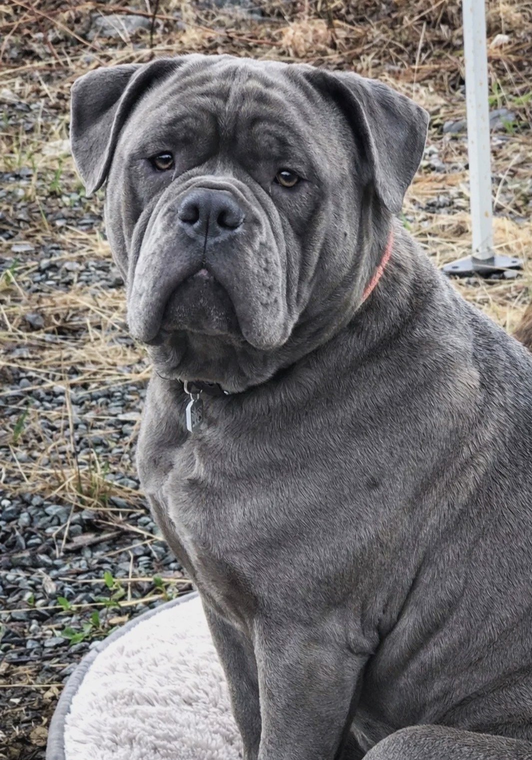 A large gray brindle Shar Pei dog with a wrinkled face sitting outdoors on a beige mat.