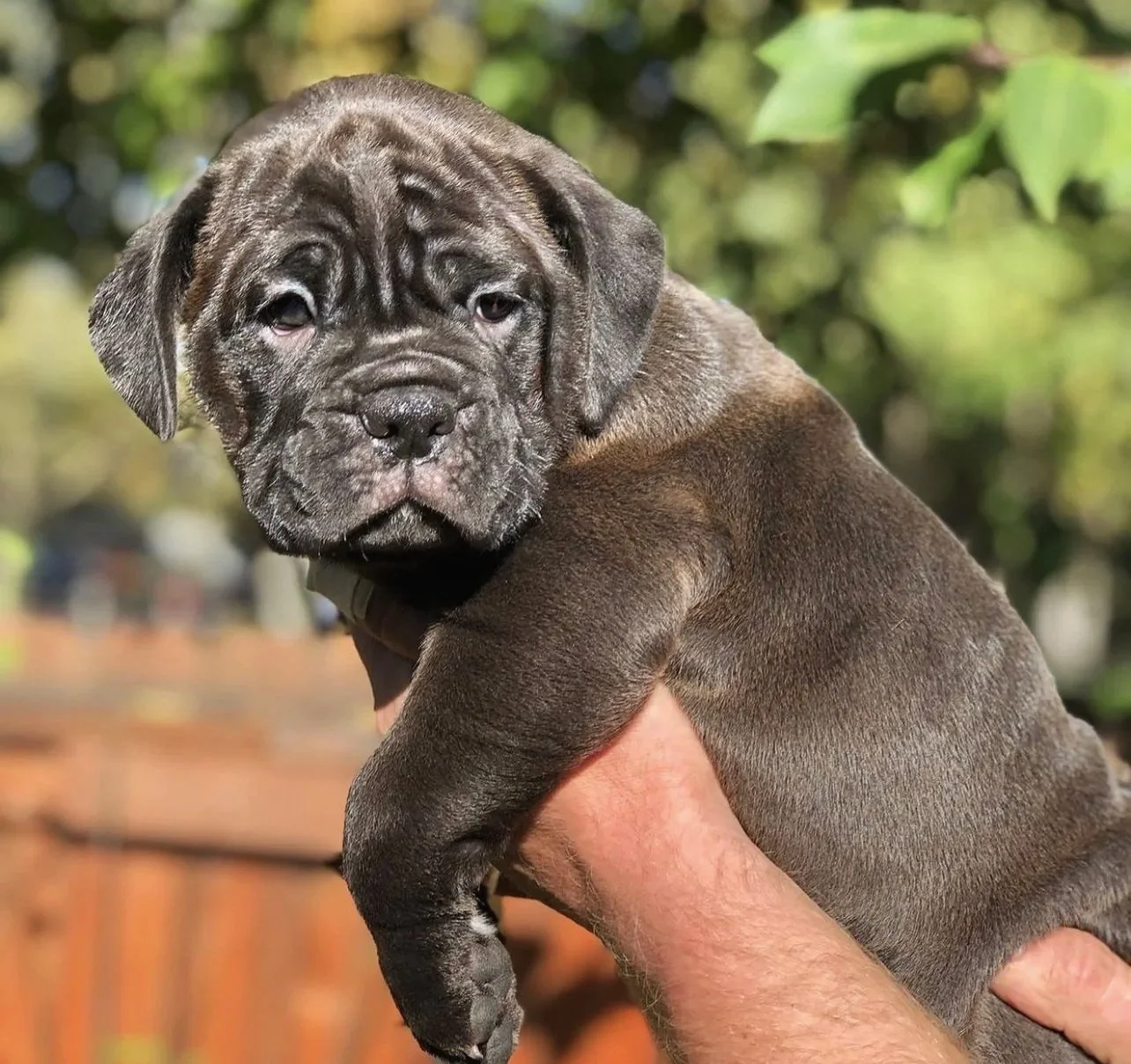 A person holding a cute, young, gray and brown puppy with a wrinkled face and droopy eyes outdoors.