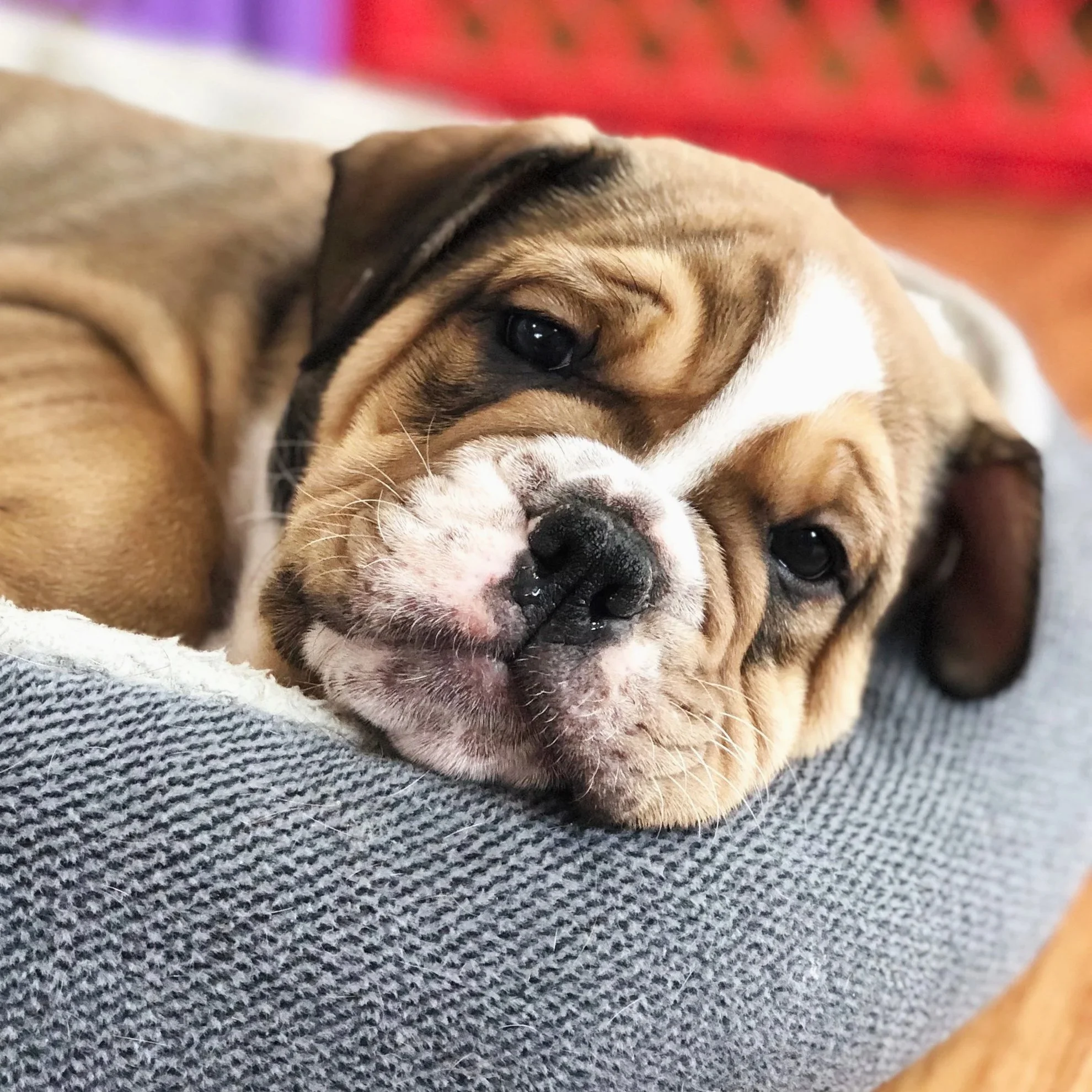 Close-up of a tired English Bulldog puppy lying on a gray blanket, looking directly at the camera with sad eyes.