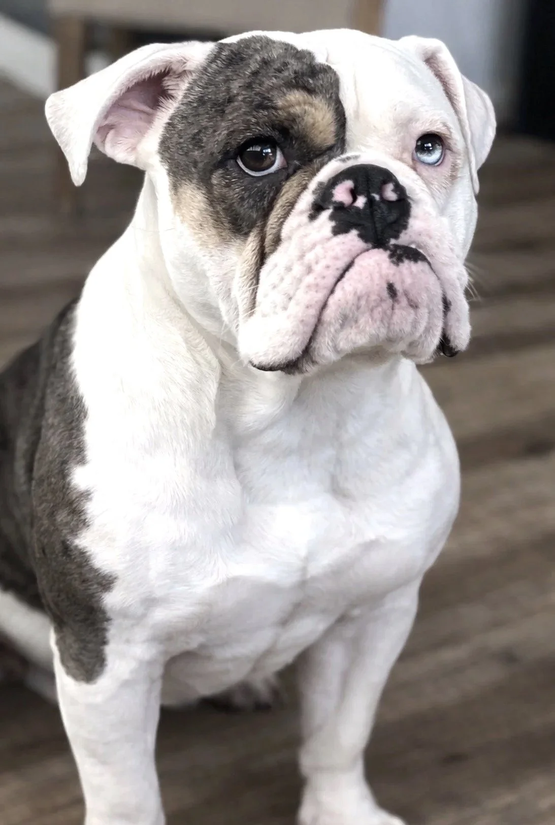 Front view of a bulldog with distinctive black and pink markings on its face, sitting on a wooden floor.
