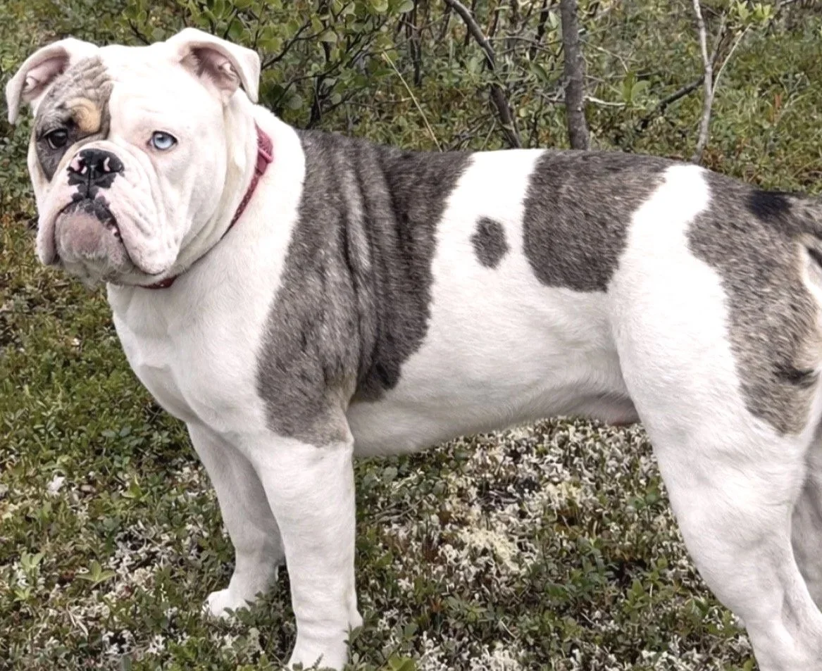 A bulldog standing outdoors on green foliage with small white flowers. The dog has a white coat with gray patches and distinctive blue eyes.