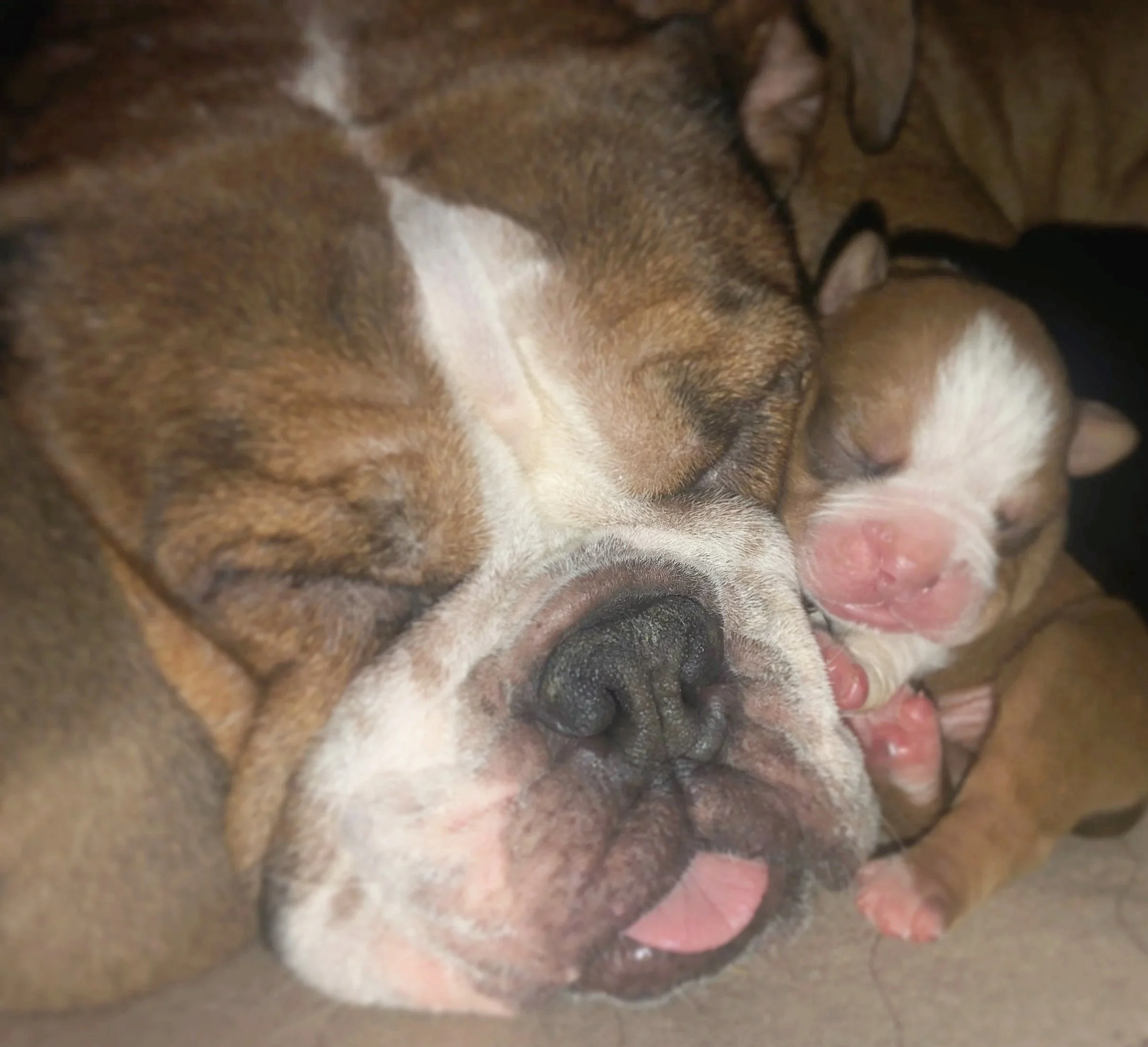 Close-up of two sleeping dogs, an adult and a puppy, snuggled together with their faces close to each other.