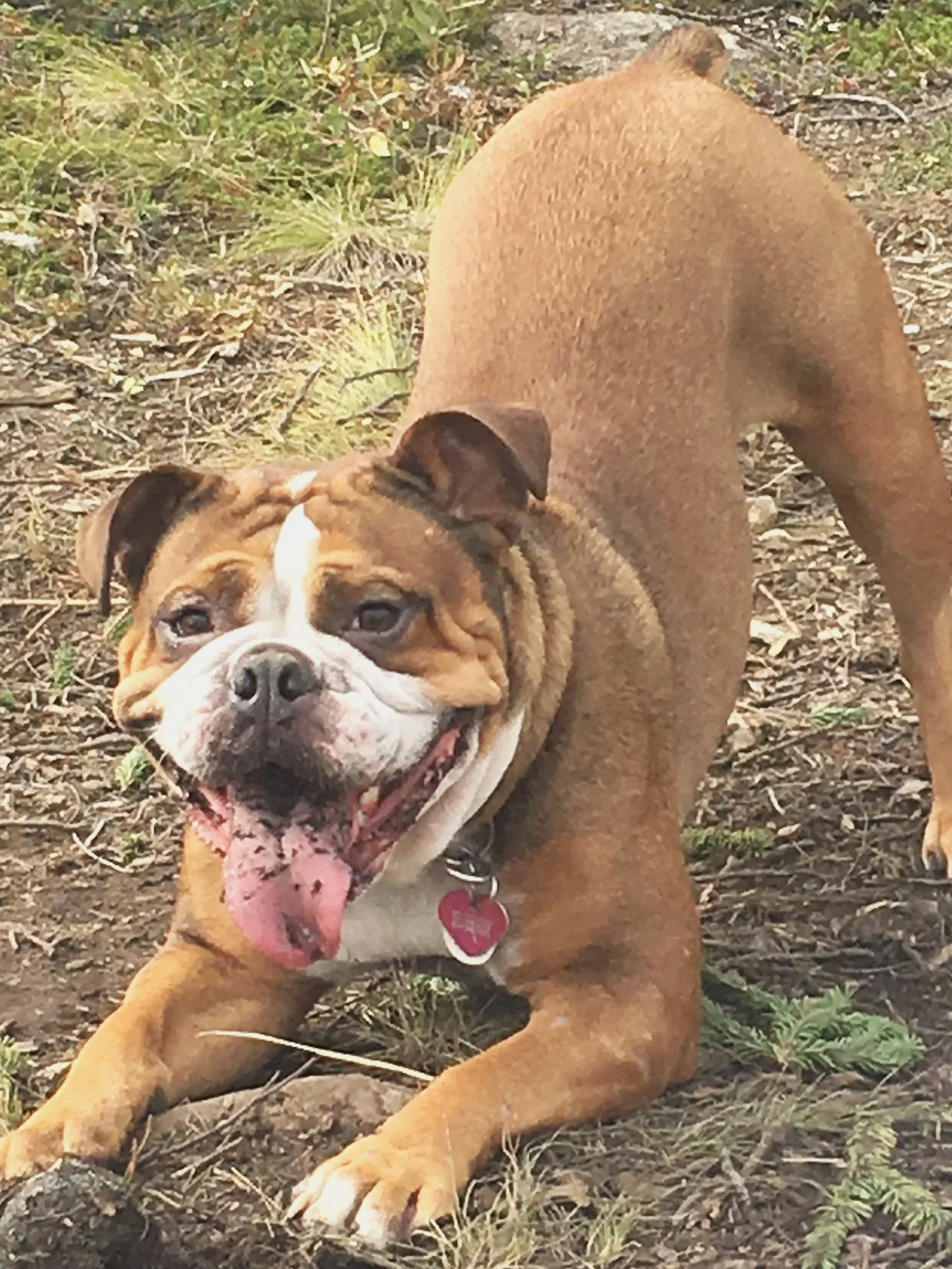A happy brown and white bulldog lying on the ground outdoors with its tongue out.