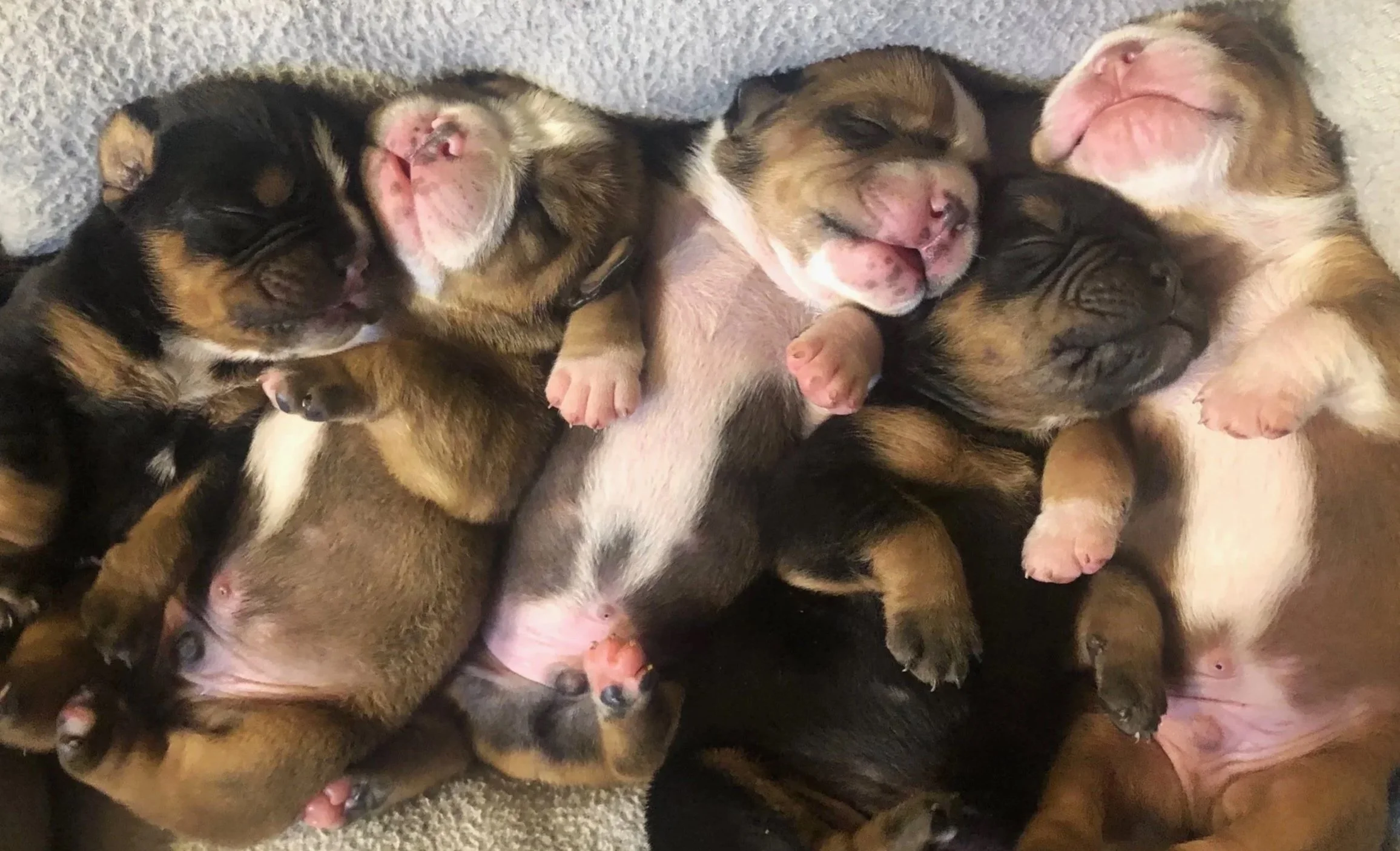 A group of sleeping puppies of various colors and breeds cuddled together on a soft surface.