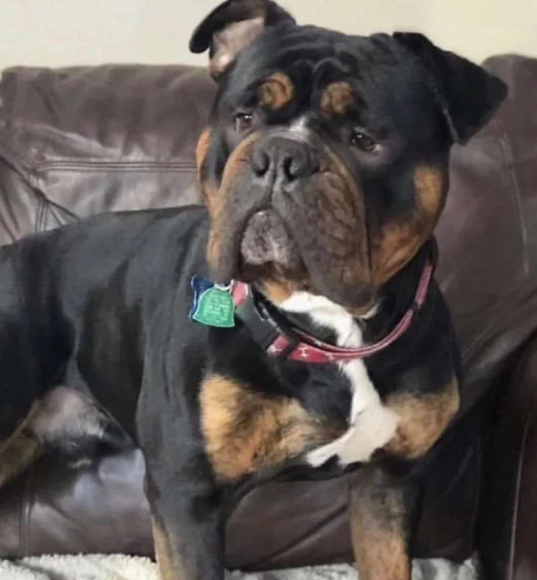 A large black and tan dog sitting on a brown leather couch, looking at the camera.