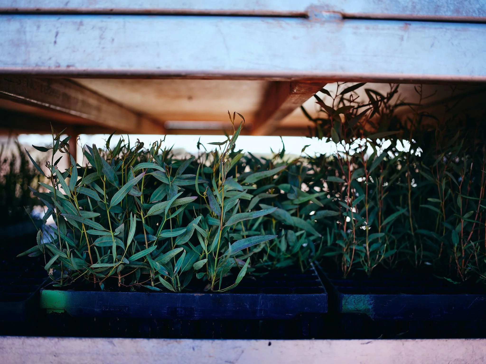 Green plants growing in a black container or tray under a wooden structure.