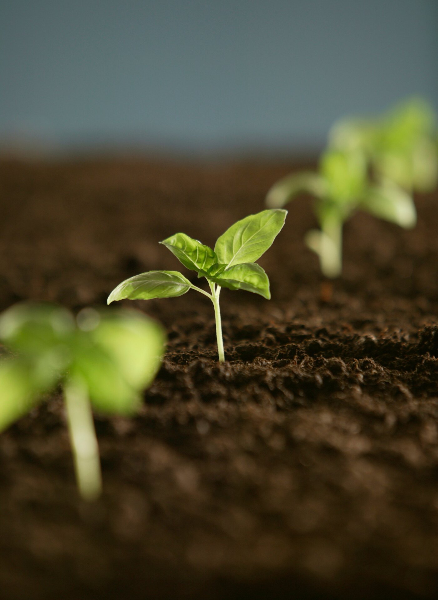 Close-up view of small green sprouting plants growing in dark brown soil, with a blurred background.
