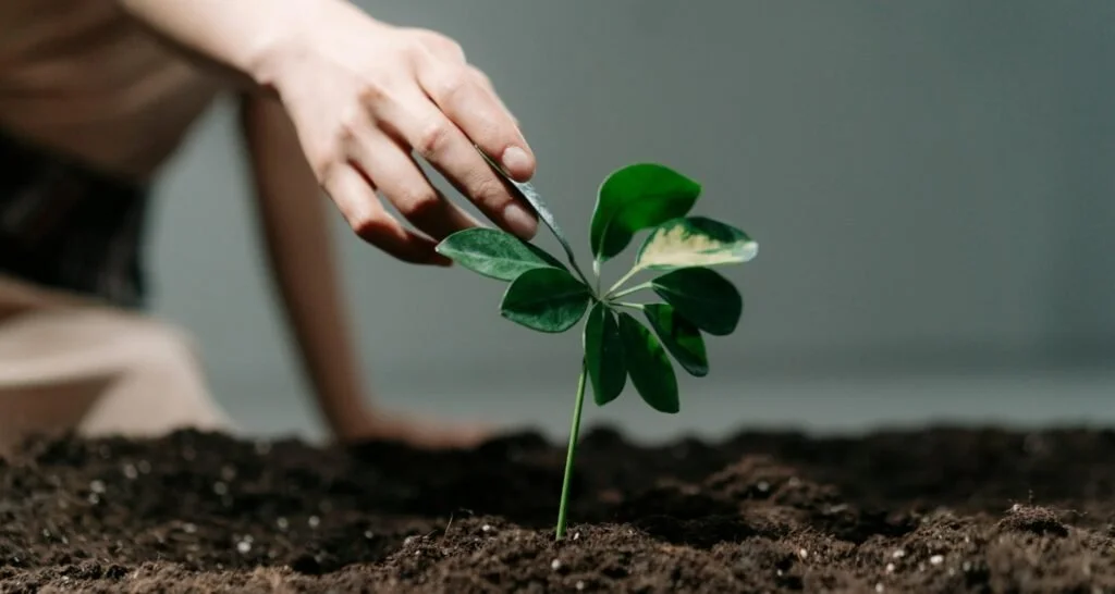 Person planting or tending to a young green plant with variegated leaves in dark soil.