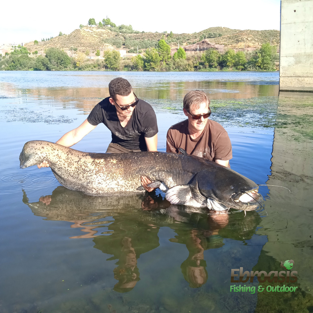 Big Cat Fishing in Riba Roja d'Ebre. Catching a 2.35m Catfish on our Private Fishing sport on the Ebro River. Beautiful blue sky and 2 fisherman.