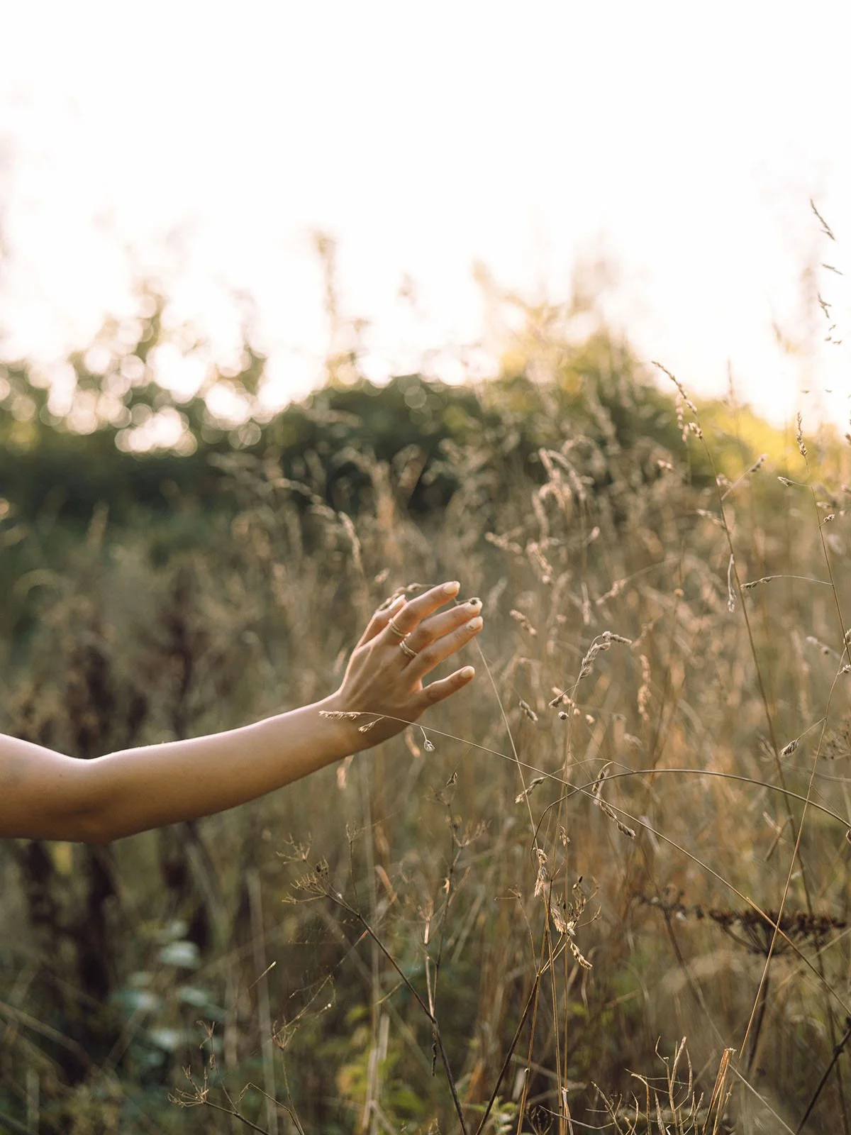 En hand som rör vid torra grässtrån i ett fält, med solljus i bakgrunden.