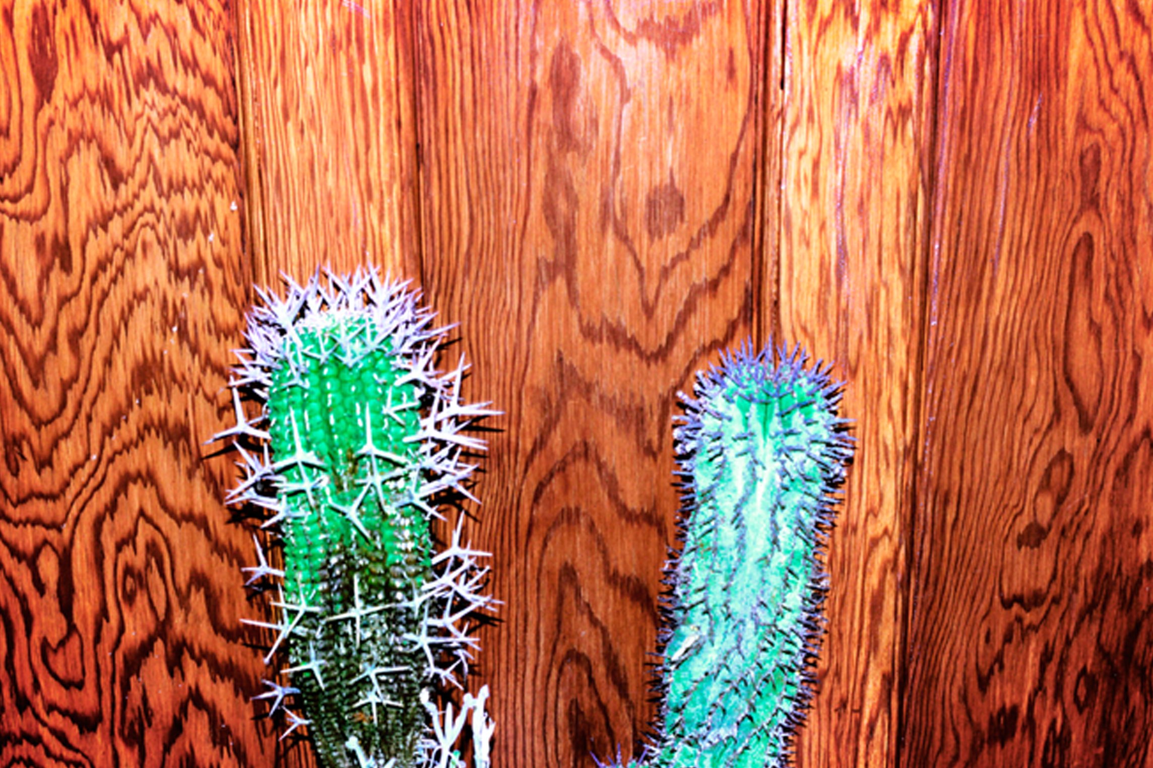 a cactus representing a fallus