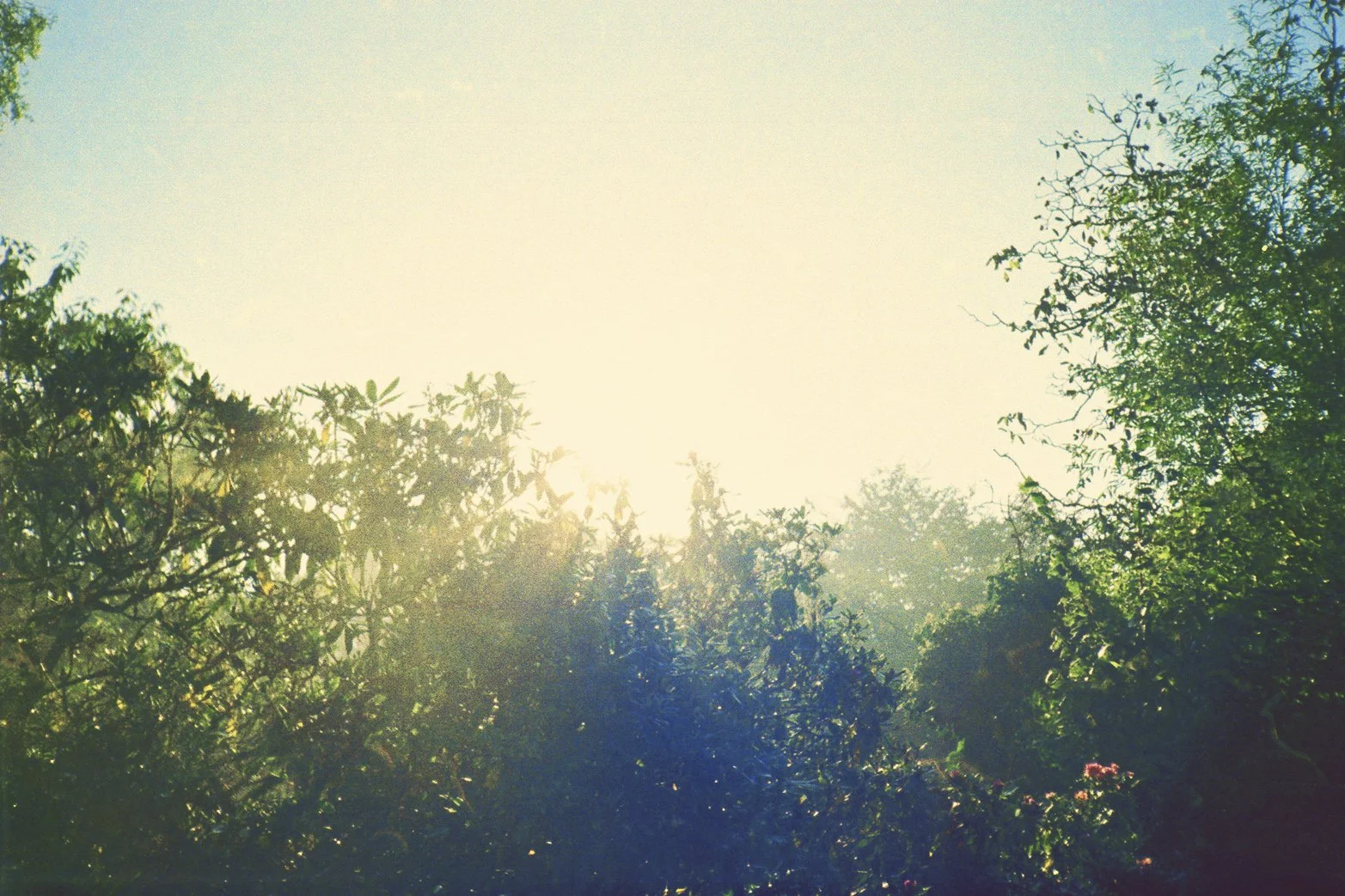 foto van tegenlicht achter bomen genomen door atelier soufflé