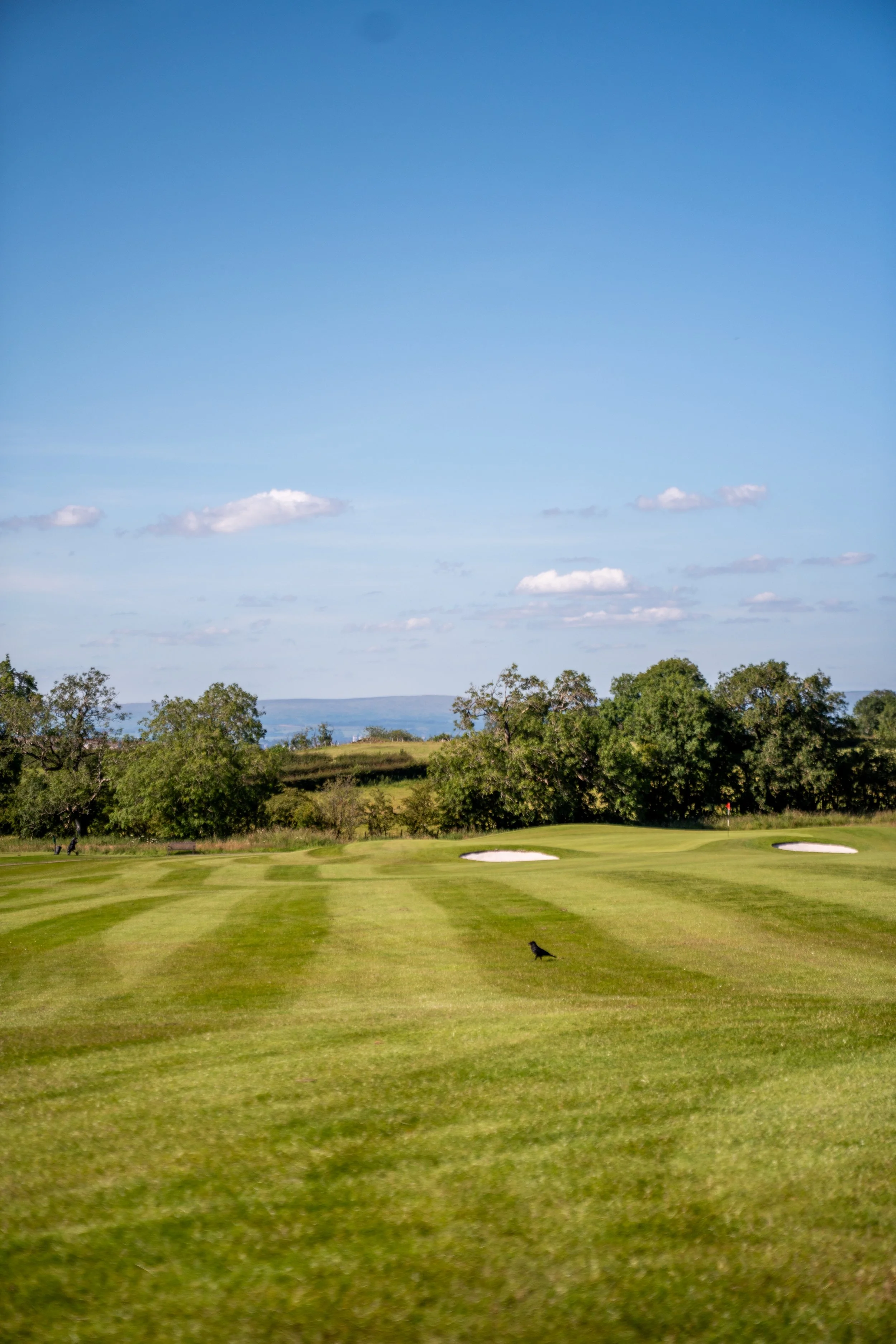 A golf course with green grass, sand bunkers, trees, a dog on the fairway, and a flag in the background, under a blue sky with some clouds.