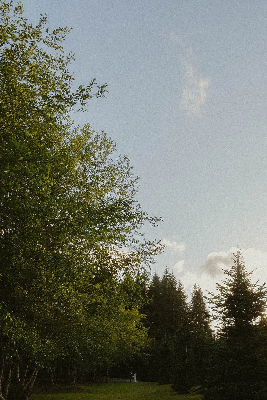 A landscape scene with a clear sky, several trees including pine and deciduous, and a person in a white dress standing on a grassy area.