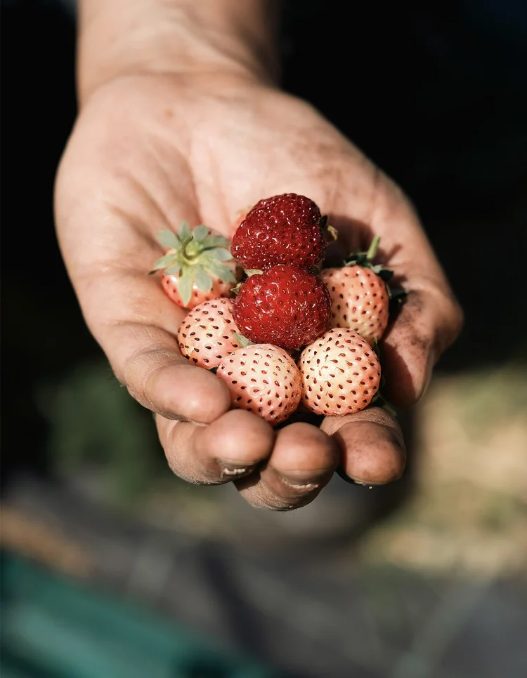 Description of image