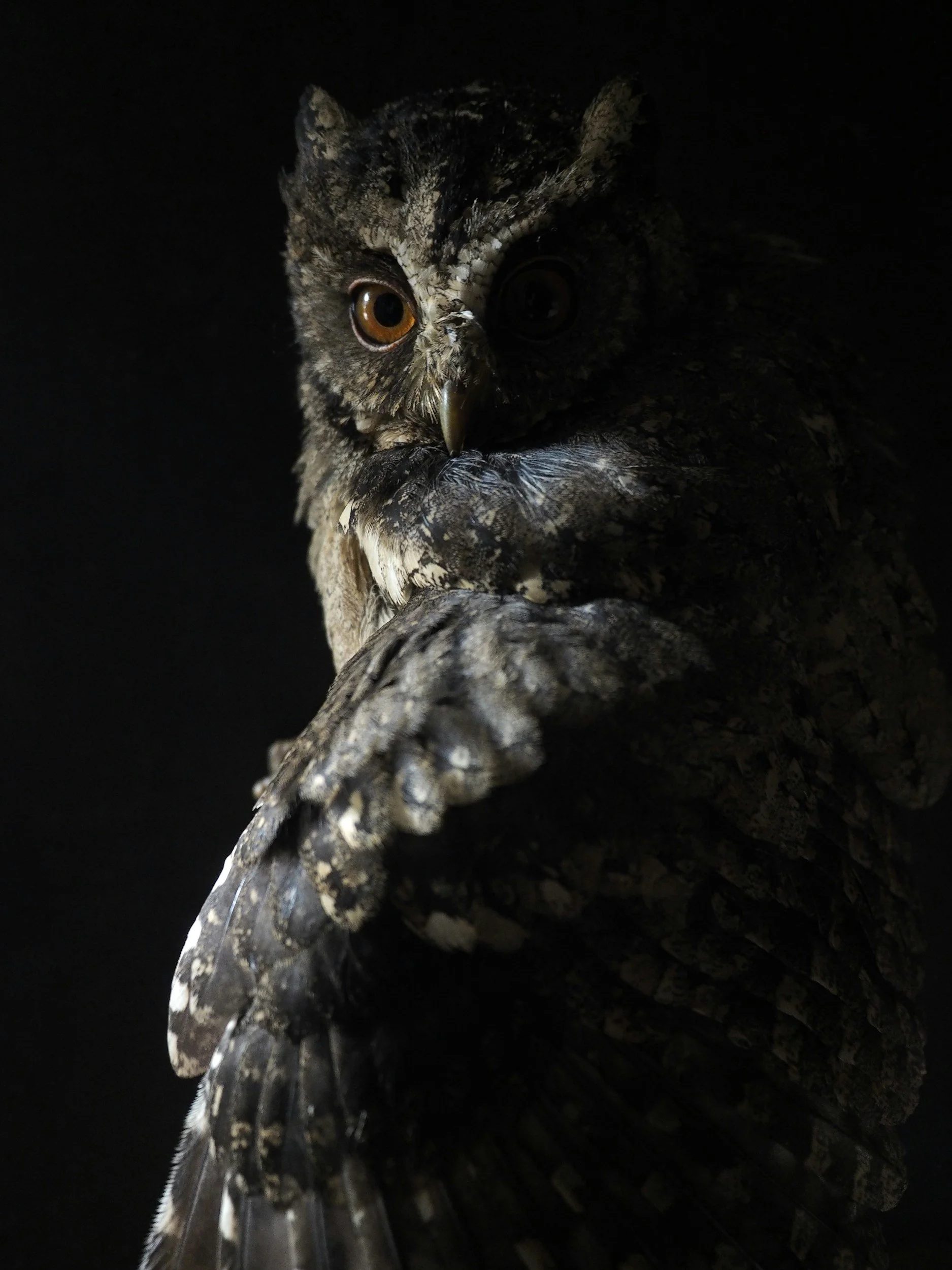 A close-up of an owl in the dark, highlighting its face with distinctive feathers, large eye, beak, and part of its wing visible.