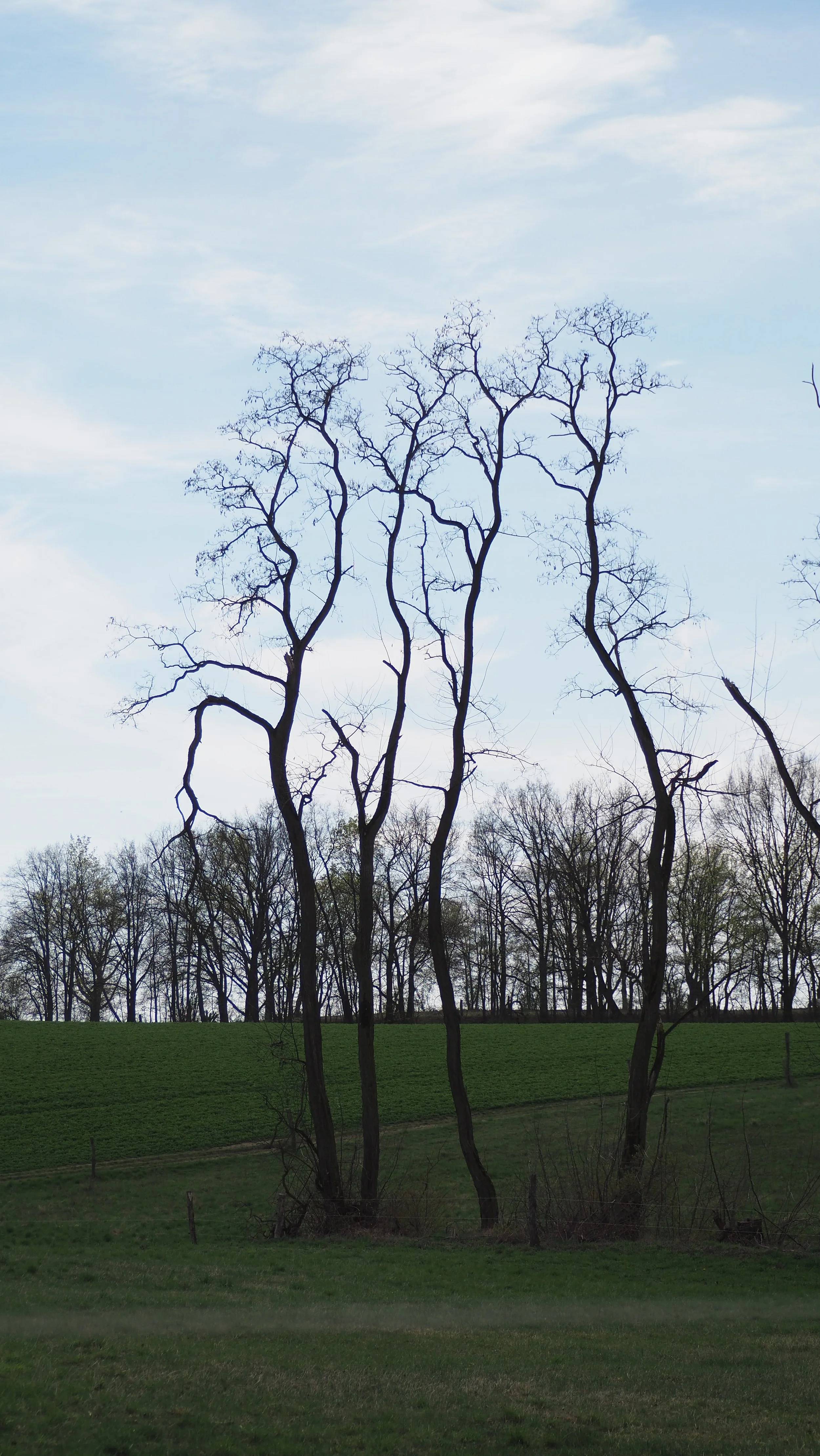 after the camino is before the camino