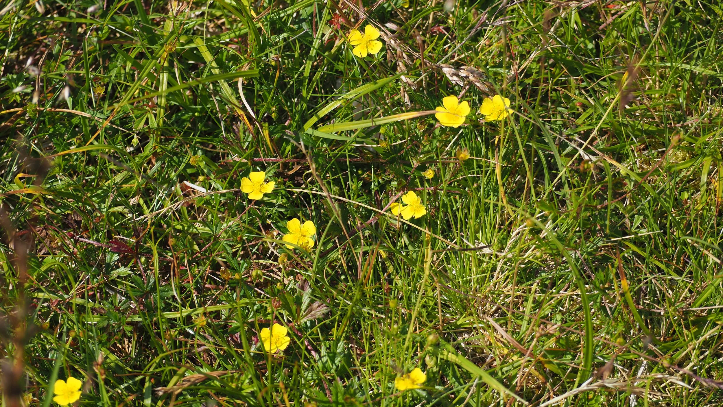 P7130033.JPG