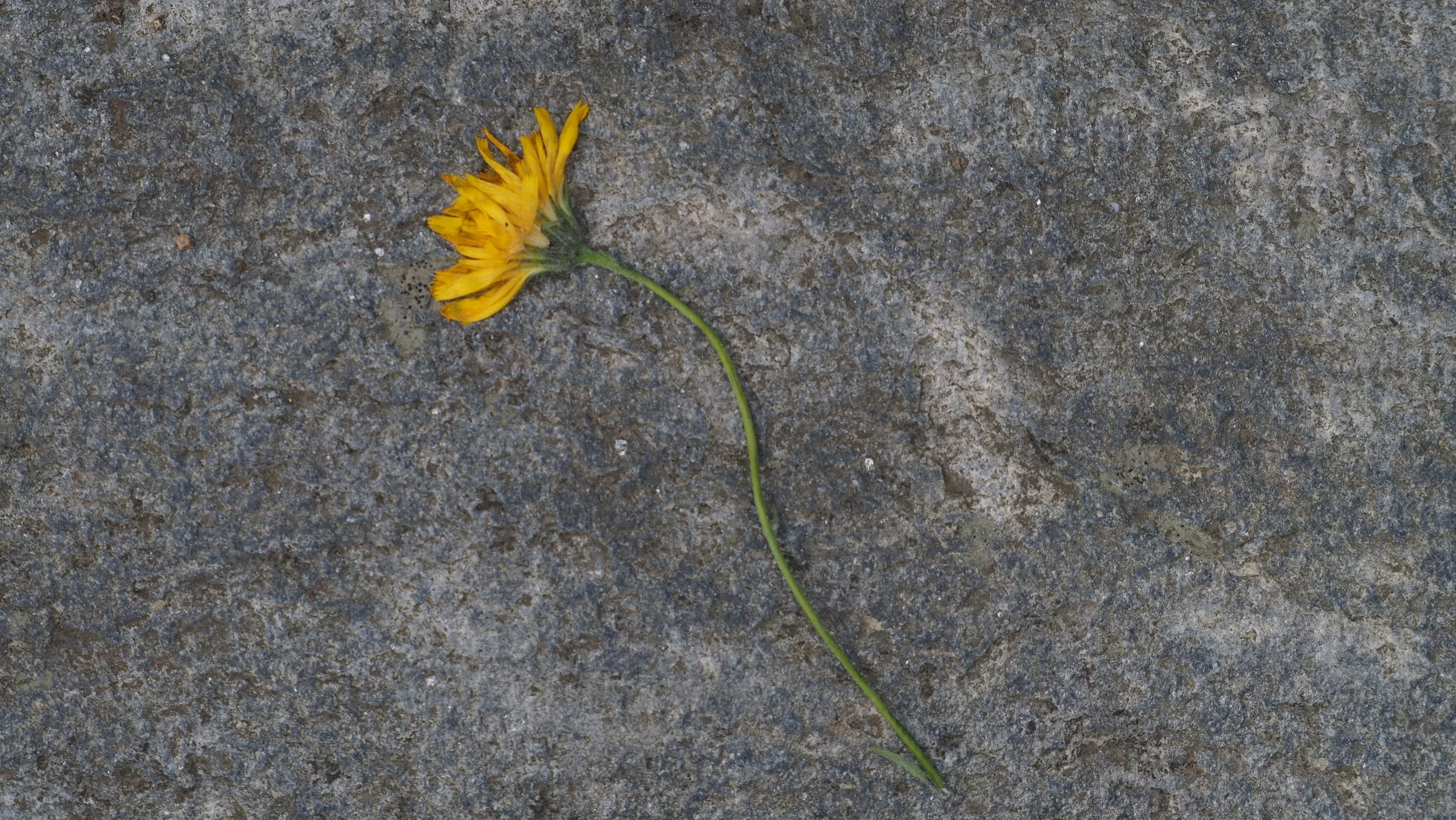 P7110206.JPG