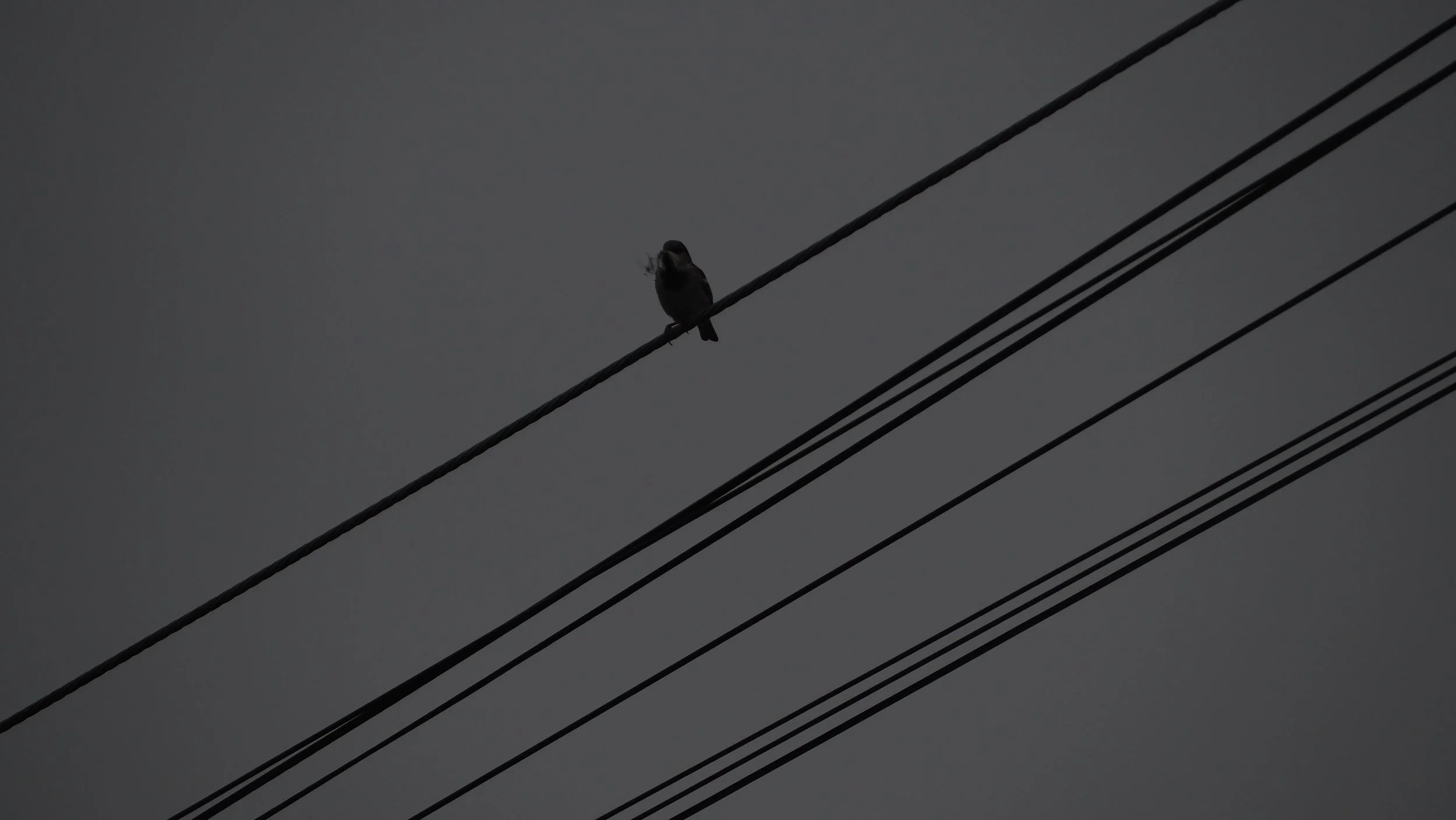 P5290057.JPG