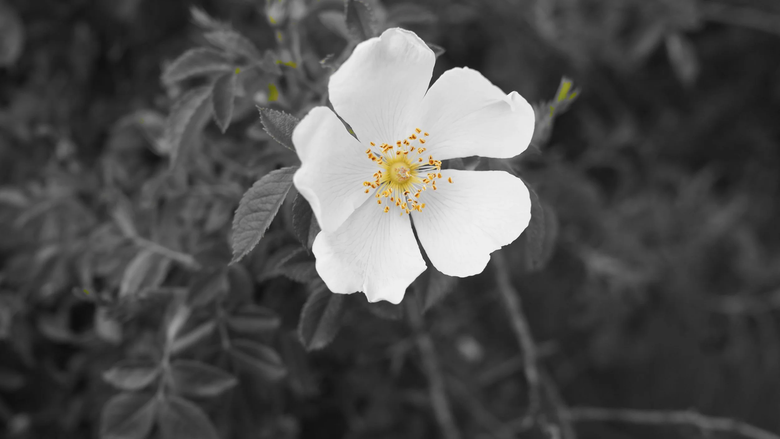 P5151874.JPG