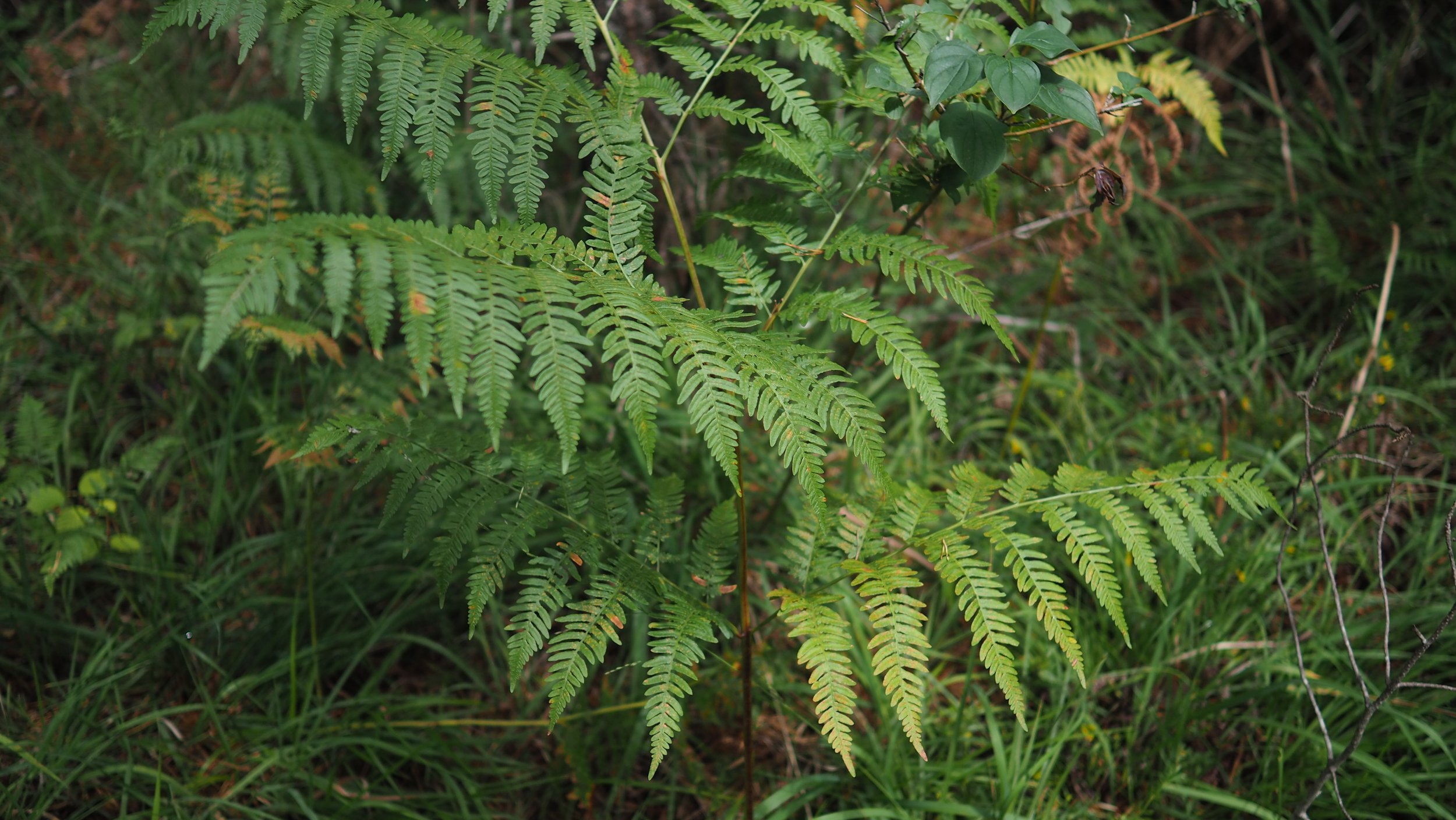 P8180018.JPG
