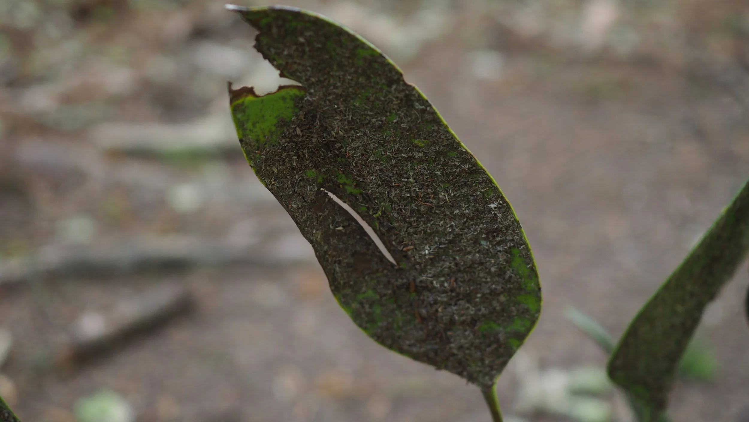 P9170015.JPG