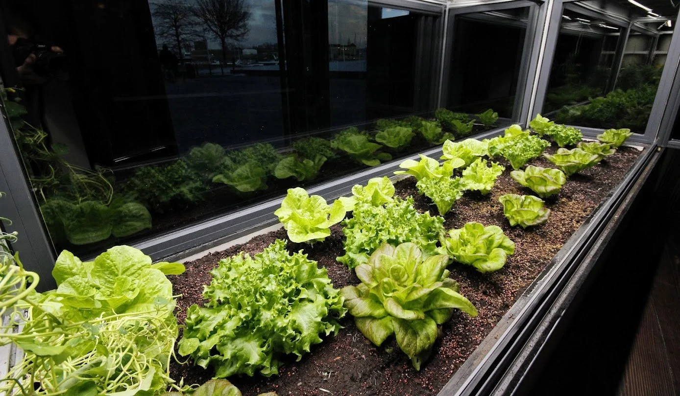 Restaurant Farming — Sjømagasinet